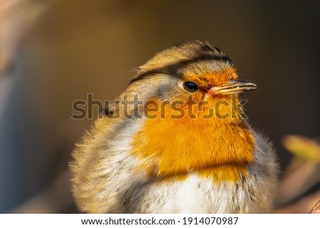 Young Robin Perched in a Tree