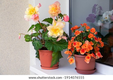 Blooming tuberous begonias on the balcony. Home flowers. Green house.