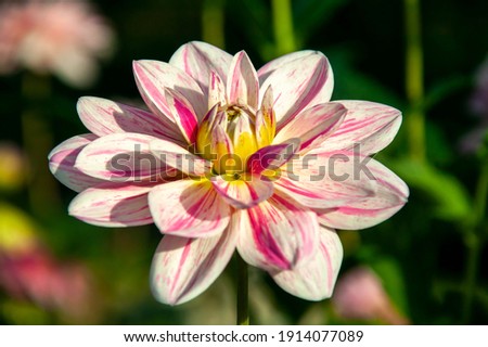 Dahlia 'Bonesta' a pink summer autumn double flower tuber plant, stock photo image