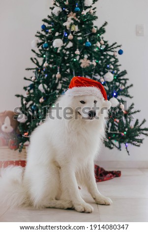 beautiful samoyed dog posing for christmas pictures under tree