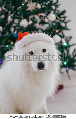 beautiful samoyed dog posing for christmas pictures under tree