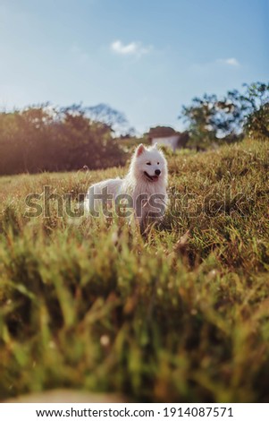 beautiful samoyed dog wolf like in the wild