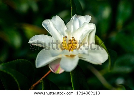 Camellia Vernalis a spring summer shrub plant with a winter springtime white flower stock photo image