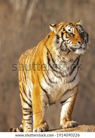 The tiger stands on a hillock and looks into the distance