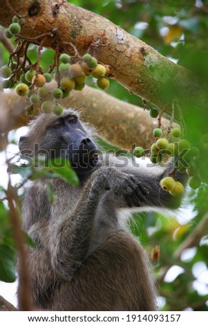 Chacma baboon eating wild figs in a tree, Kruger National Park, South Africa