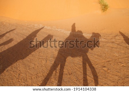 Camel shadow on the sand dune in Sahara Desert, Merzouga, Morocco.  