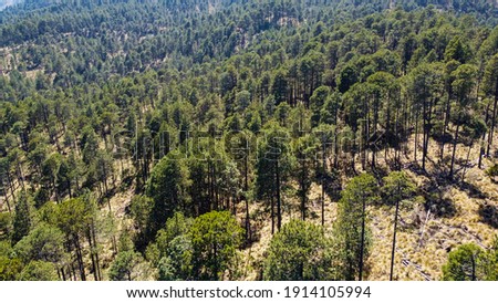 Forests of the pico de orizaba national park, in the upper area of ​​the mountain known as "citlaltepetl", this is the highest mountain in Mexico and with it the highest forests. Shots with drone. 