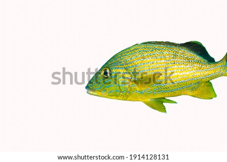 Blue Striped Grunt isolated against a white background
