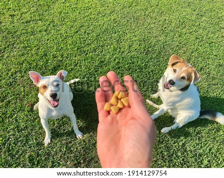 Human hand holding food above two trained white rescue dogs sitting in the lush green lawn waiting patiently for canine enrichment scatter feeding activity, positive reinforcement training tips Royalty-Free Stock Photo #1914129754