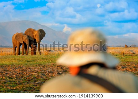 Photographer with Elephant in the grass, blue sky. Wildlife scene, elephant in habitat, Moremi, Okavango delta, Botswana, Africa. Man in nature, blue sky with clouds.                         