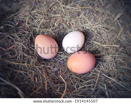Three eggs on the nest box with different colors. Fresh eggs on the coop at the farm life