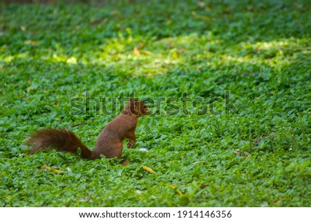 Photo of a squirrel in a park with selective focus and sunlight.