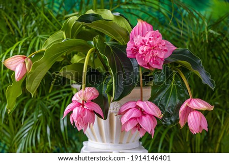 Pink flower medinilla magnifica on green palm leaves background. Medinilla magnifica ( showy medinilla or rose grape ) plant with beautiful blooms in pot Royalty-Free Stock Photo #1914146401