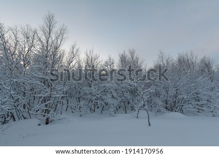 In winter, the tundra and hills are covered with snow. The trees are covered with frost.