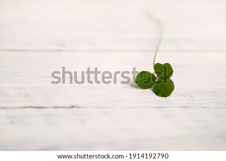 green clover symbol of St. Patrick's Day on a white wooden background