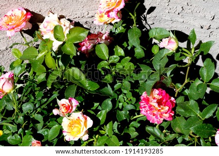 a rose bush with bright pink and white swirl flowers 9747