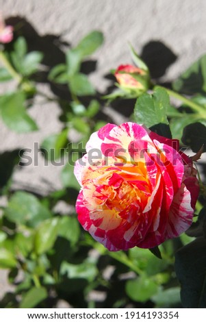 a rose bush with bright pink and white swirl flowers 9719