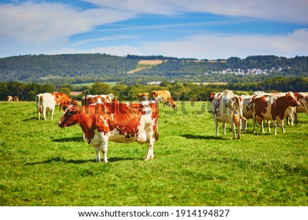 Cows grazing on a green pasture in rural Brittany, France Royalty-Free Stock Photo #1914194827