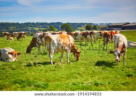 Cows grazing on a green pasture in rural Brittany, France Royalty-Free Stock Photo #1914194833
