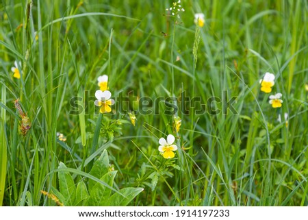 picture of green spring grass with small flowers and insects