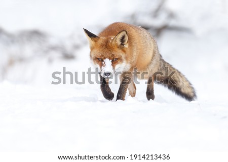 Red fox in wintertime with fresh fallen snow.