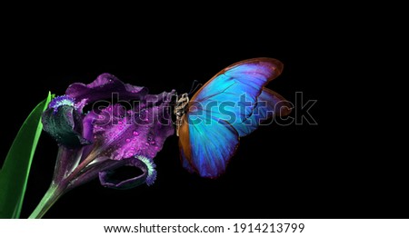 beautiful blue morpho butterfly on iris flower isolated on black. copy spaces
