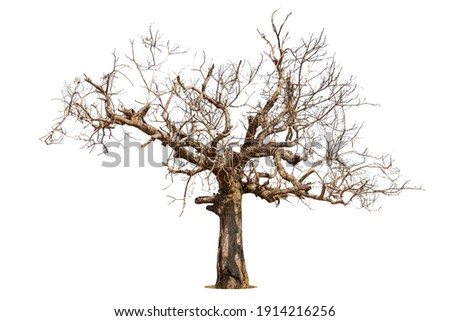 Dead tree isolated on white background. Royalty-Free Stock Photo #1914216256