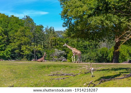Giraffes roaming in the Seattle zoo in summer