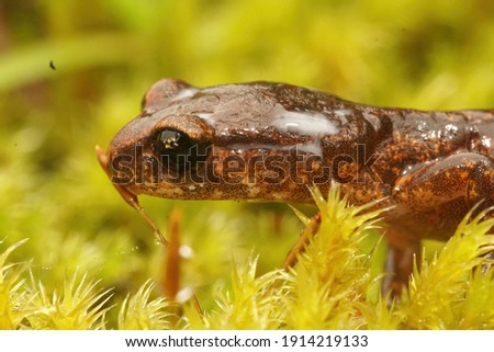 Milky antipredator secretion in from the glands on the head by the Ensatina eschscholtzii salamander in North California