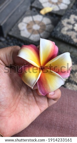 Rainbow frangipani flower ( Plumeria sp) o  asian woman's hand