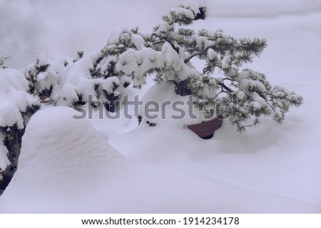 Pine in a pot, hardy bonsai covered with snow.