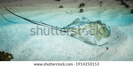 Southern Stingray (Dasyatis americana) on the Bridge dive site off the island of St Martin, Dutch Caribbean Royalty-Free Stock Photo #1914250153
