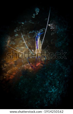 Pedersen Cleaner Shrimp on the reef off the Dutch Caribbean island of Sint Maarten