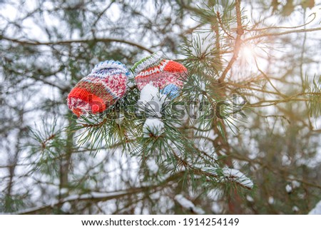 Warm knitted socks on a tree close-up, cold weather