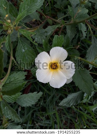 White flower with yellow core and you like water in.