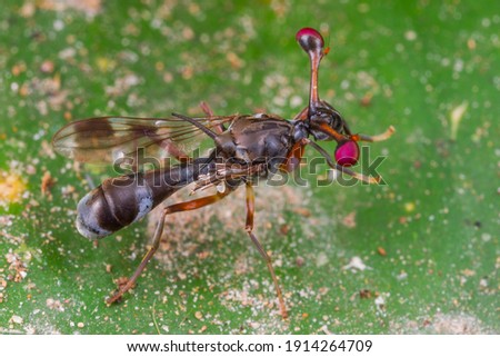 Super macro of Stalk-eyed flies (Diopsidae) in real nature at Khaoyai NP, Thailand.  Royalty-Free Stock Photo #1914264709
