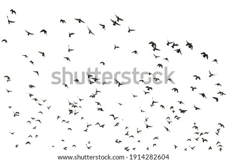 White flock of birds flying Royalty-Free Stock Photo #1914282604