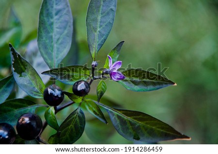 Flowering Black Pearl Plant -Ornamental Pepper Royalty-Free Stock Photo #1914286459