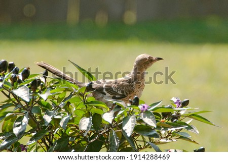 Mocking bird looking for berries -sitting on a black pearl ornamental pepper plant