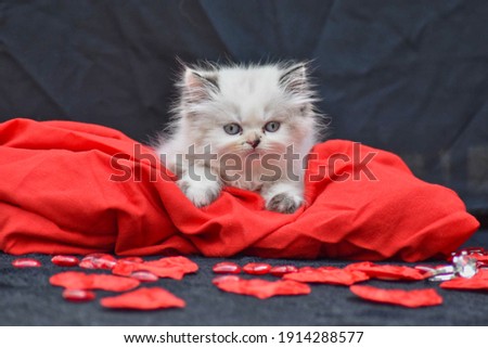 Persian kittens taking Valentine's day pictures
