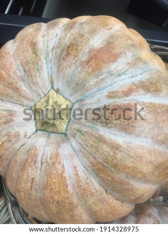 Pumpkin fruit, a type of squah that has a tough and strong skin when the pumpkin is ripe.
 Royalty-Free Stock Photo #1914328975