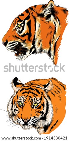 vector drawings sketches different predator , tigers ,lions ,cheetahs and leopards are drawn in ink by hand , objects with no background