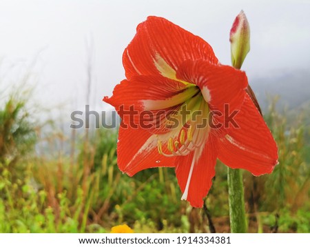A close up shot of striped Barbados lily.Red and white striped Barbados lily plant pictured in a garden.Hippeastrum striatum (striped Barbados lily) a beautiful  lily,selective  focus.