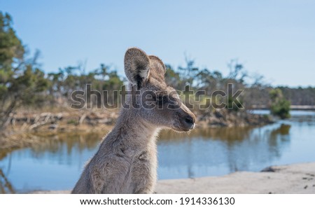 Kangaroo looking sideways in Australia