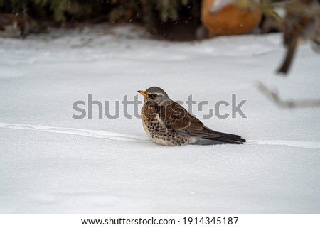 a thrush howled in the snow in search of food during the day under a cloudy sky