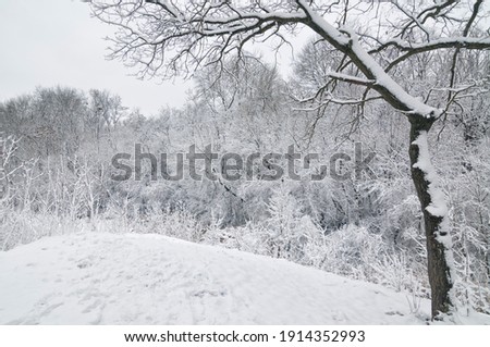 The first snow in the coniferous forest. Trees and shrubs covered with abundant snow. 