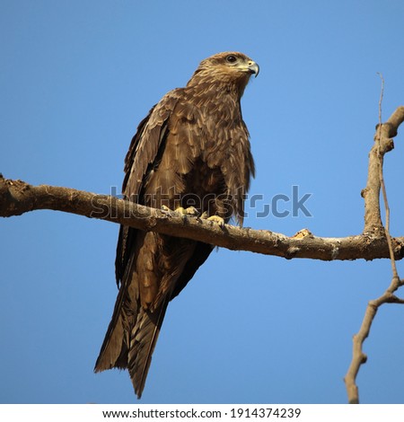 eagle sitting on a tree