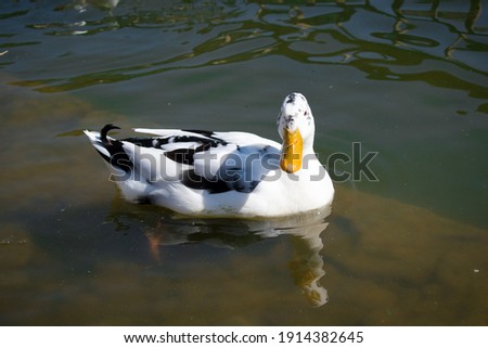 picture of white ancona duck floating in lake water.