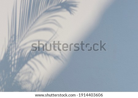 Abstract shadow of palm leaves on white concrete wall background