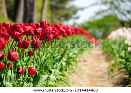 An image of tulips lined up neatly.